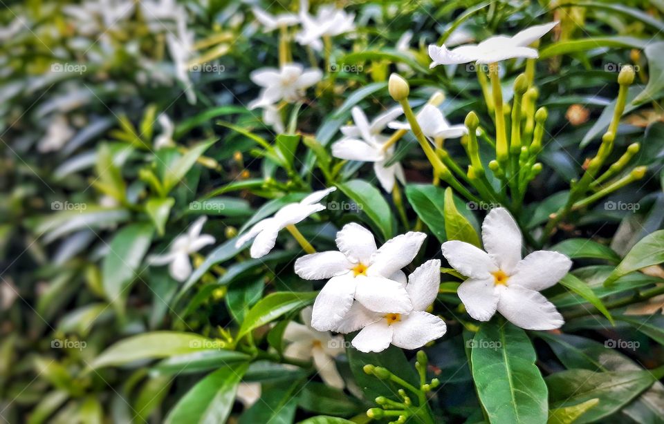 white petals