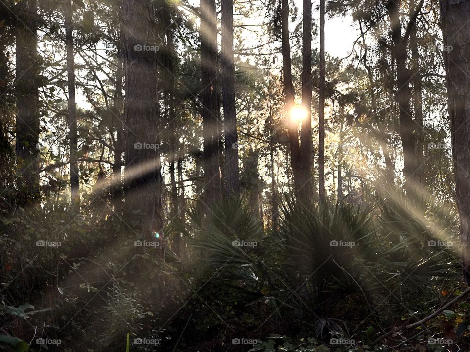 View of sunlight in forest