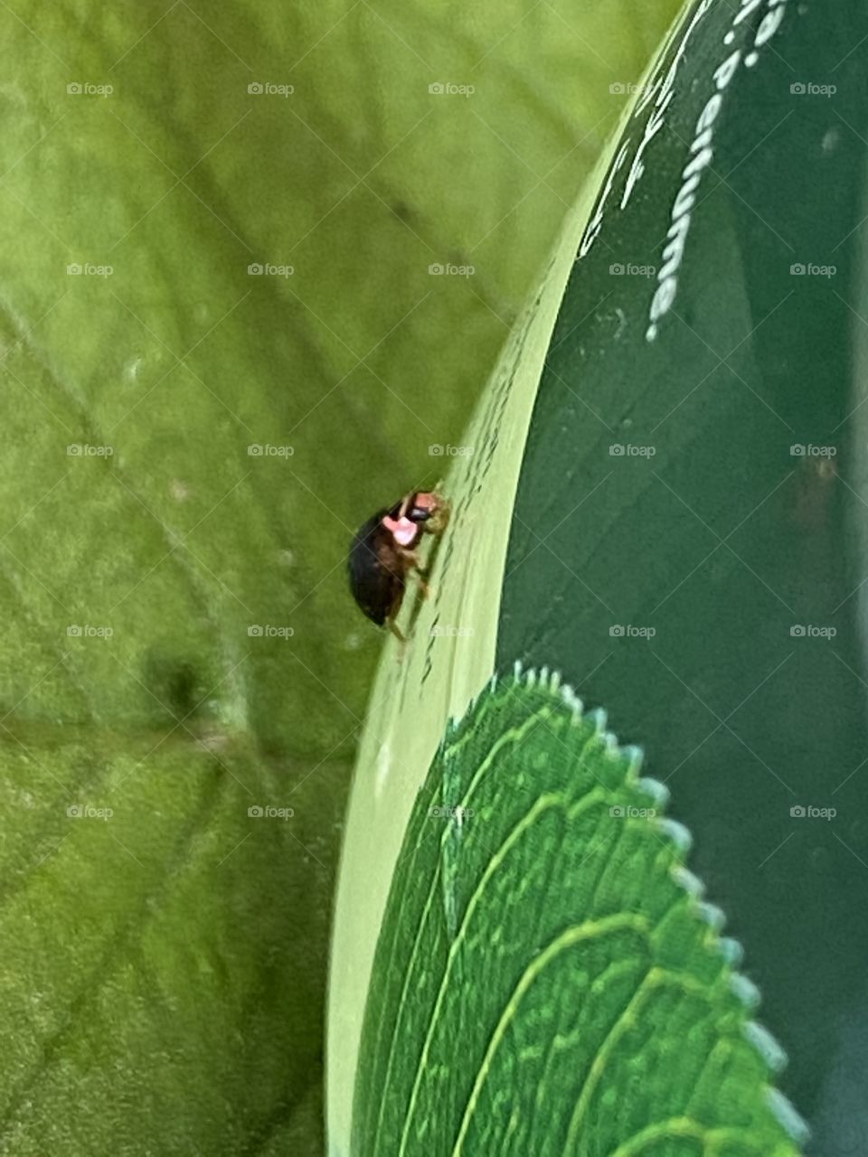 A little insect is walking on a pot