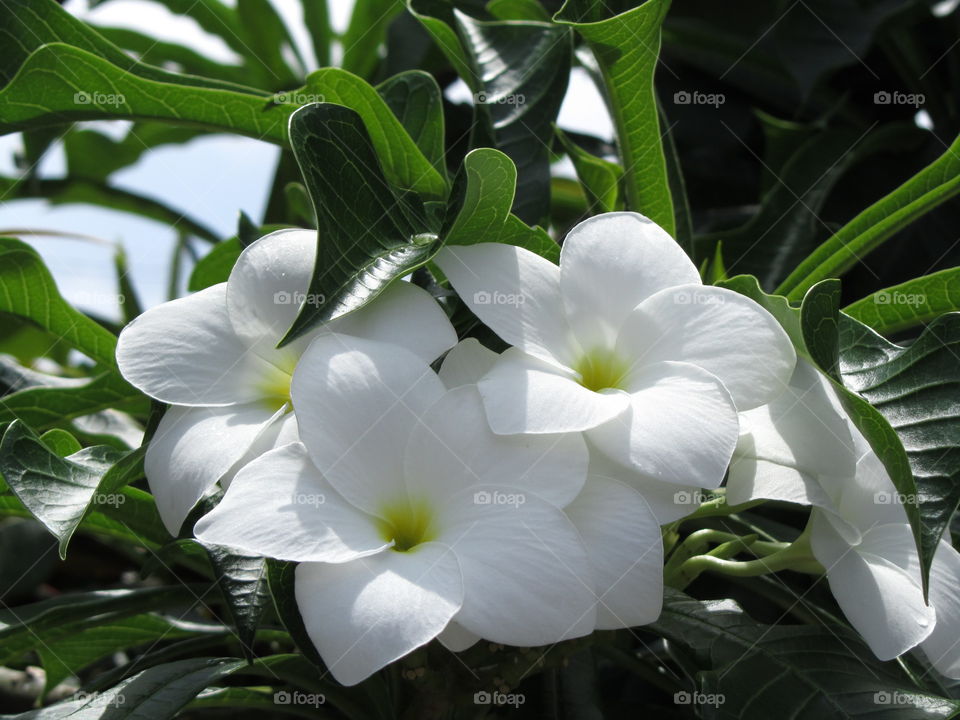 Flowers Trinidad 2