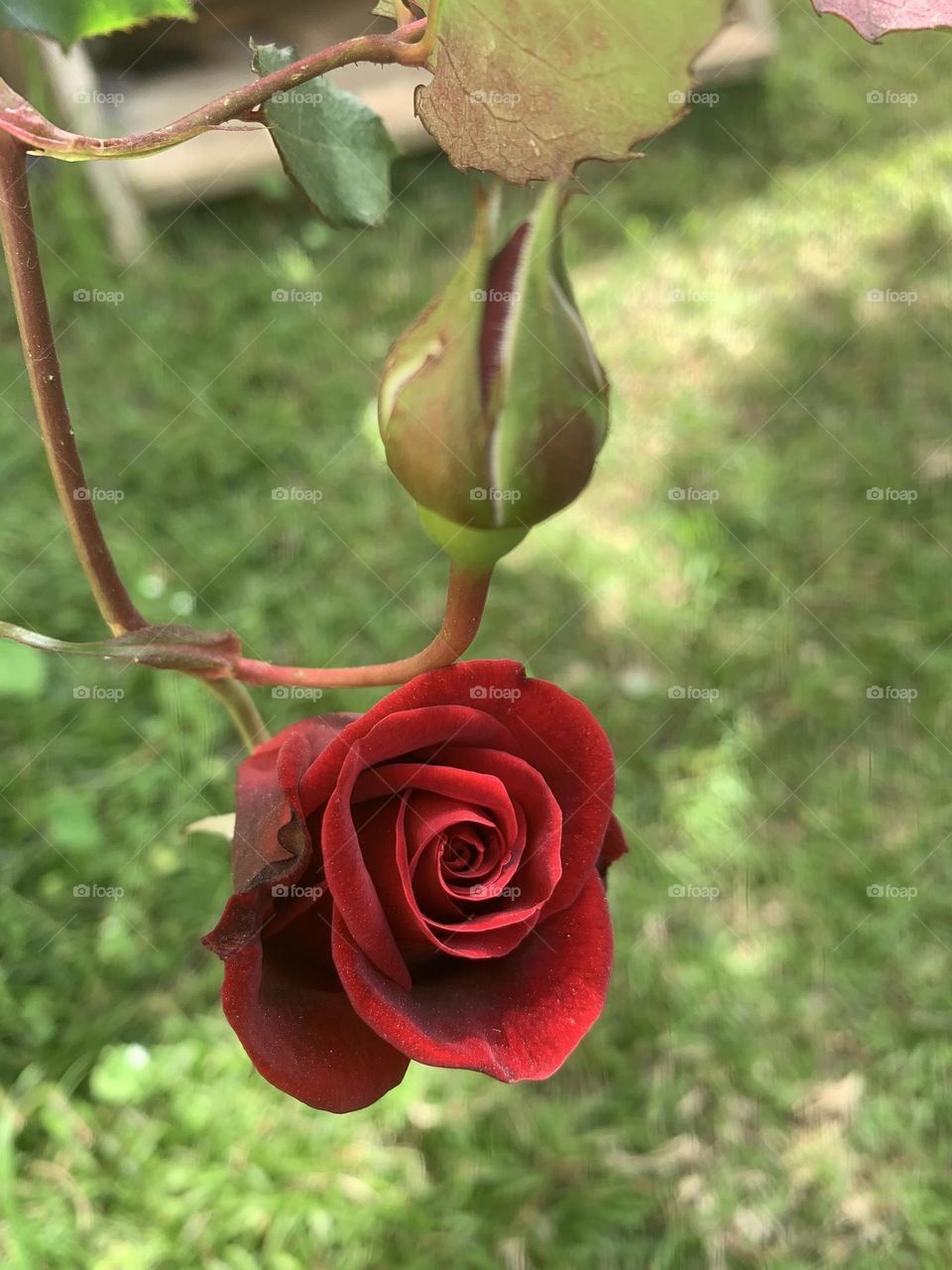 Red rose and a bud