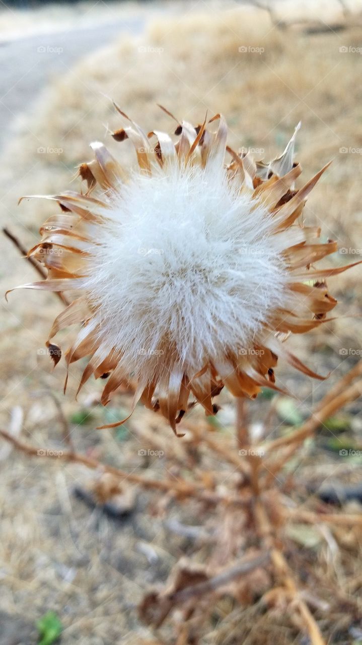 Beautiful cotton weed 