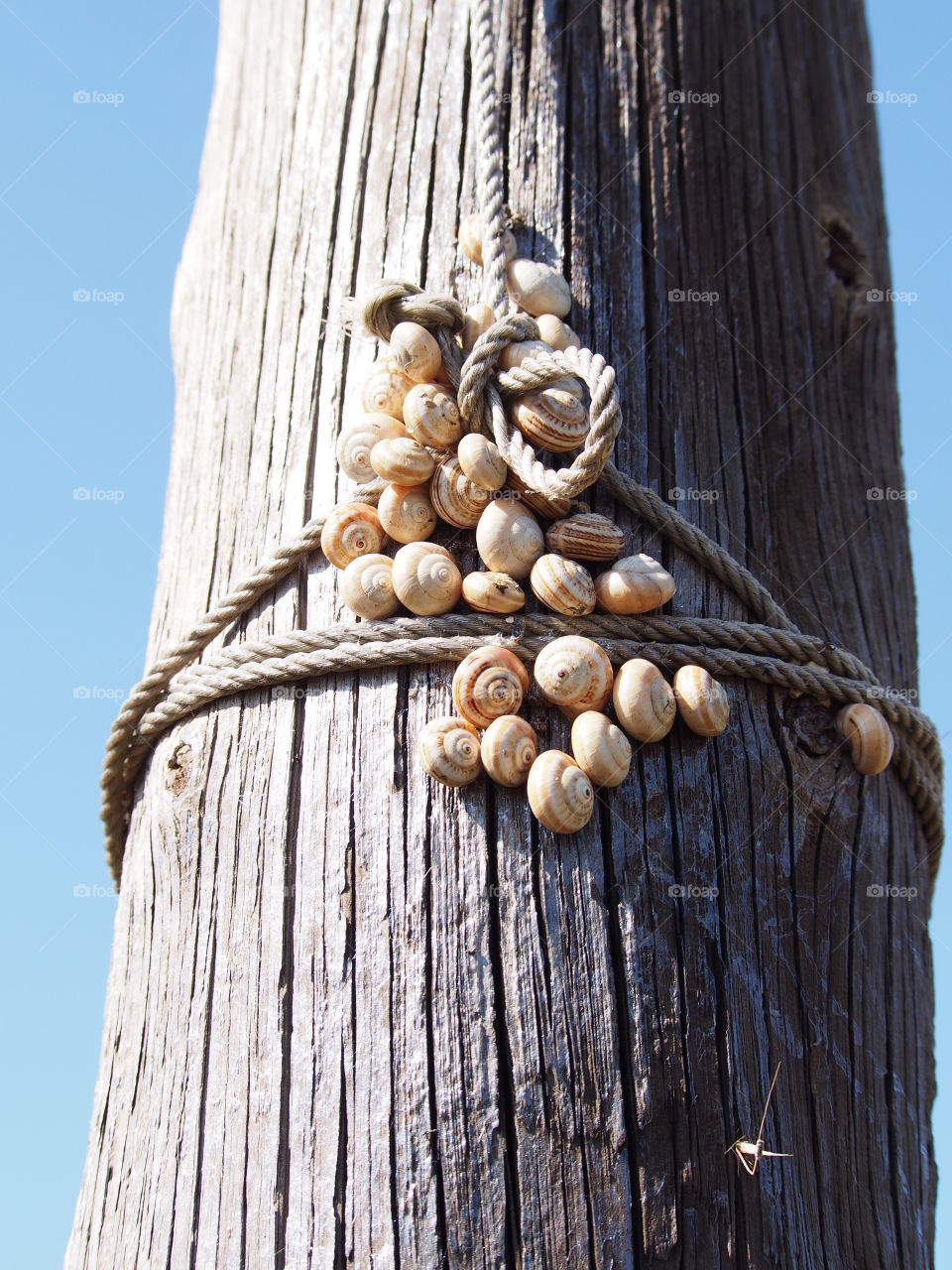 Close-up of snails on tree trunk