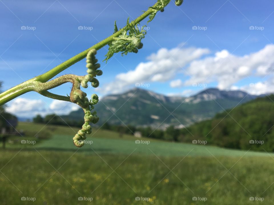 Young fern and mountain landscape 