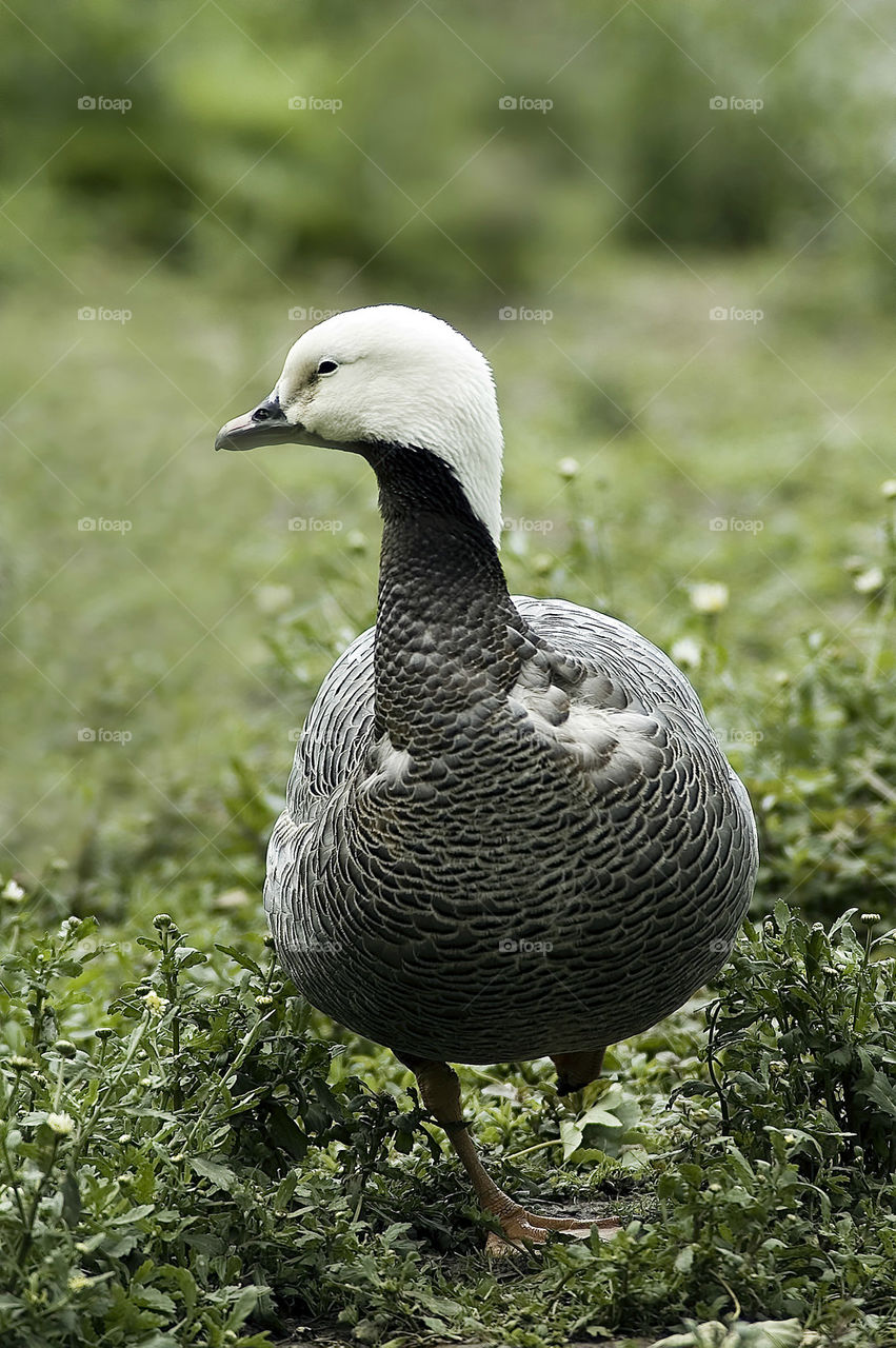 Emperor Goose