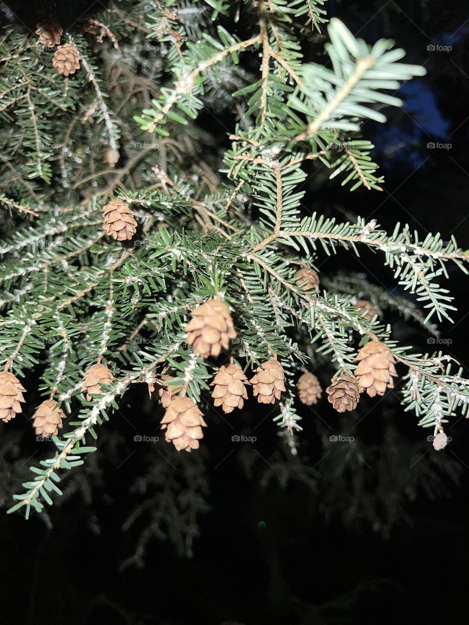 Pine cones