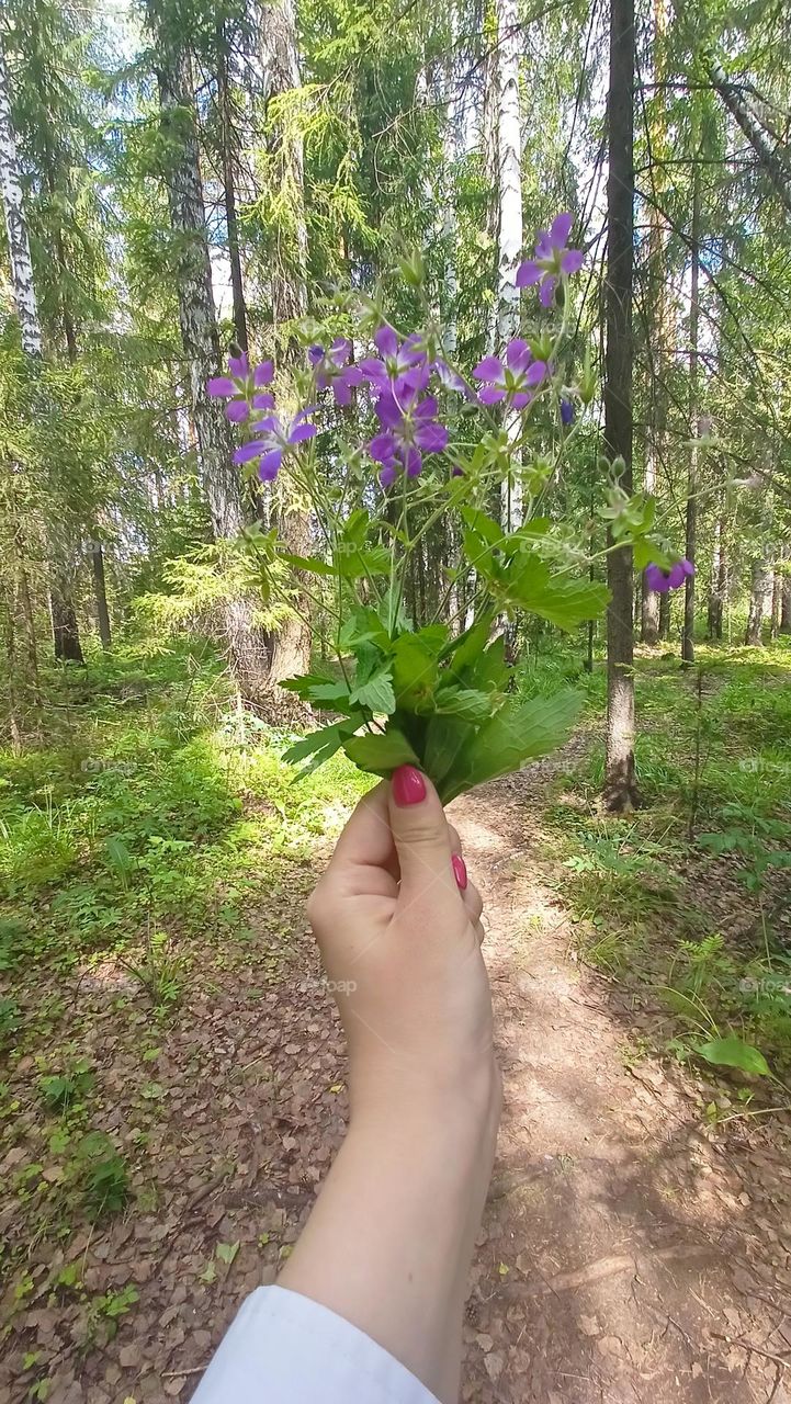 forest flowers in a female hand, forest, flowers, a bouquet of a female hand, forest landscape, summer, June