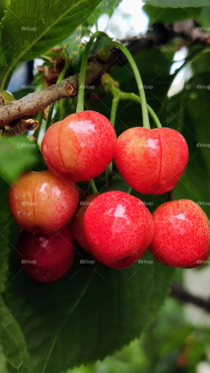 cherries