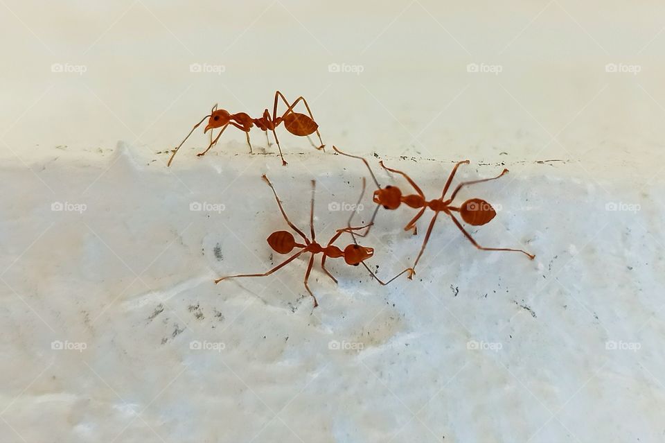 Working Ants