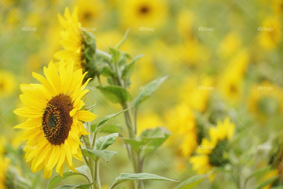 Brilliant Sunflowers 