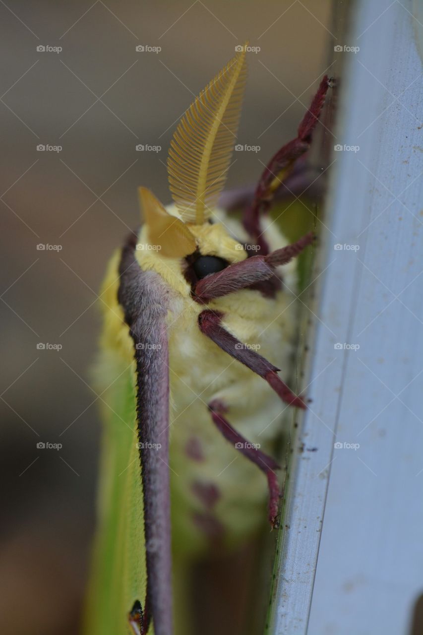 Luna moth side view