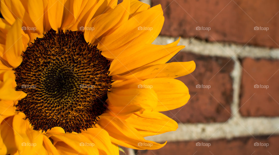 Closeup of beautiful Sunflower (helianthus annuus) against brick wall beauty in nature and urban lifestyle flower head photography 