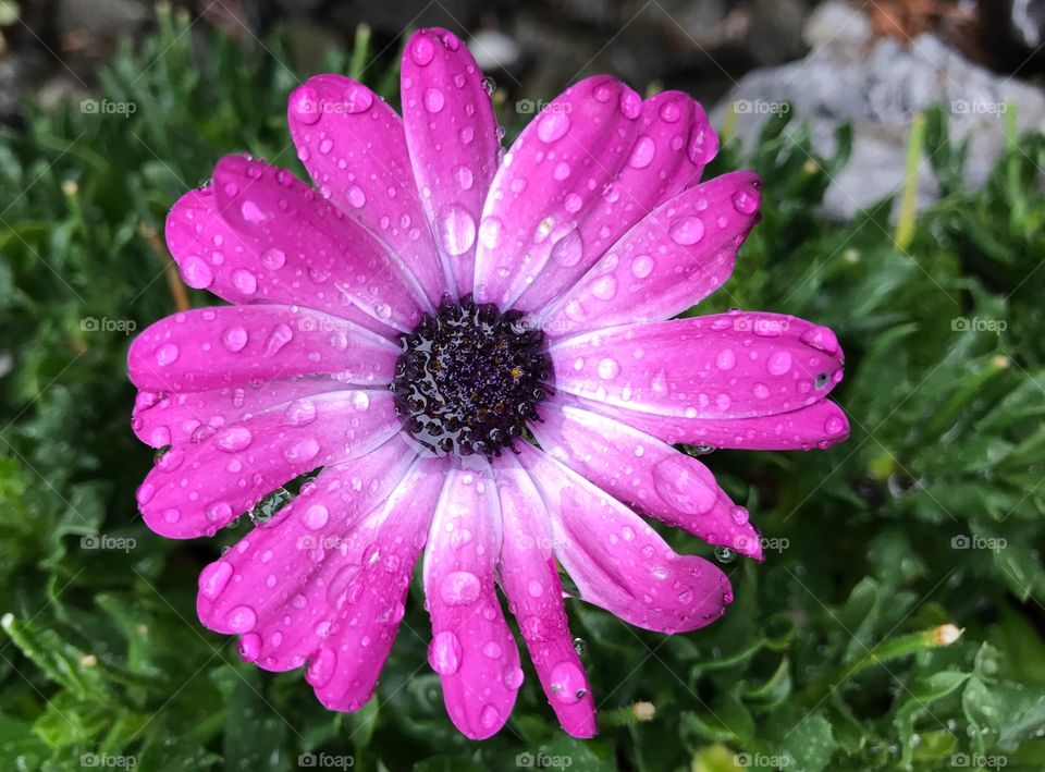 Flower Raindrops