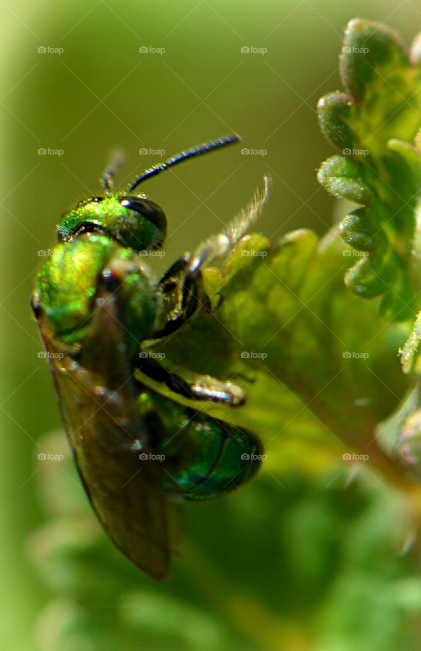 female green bee