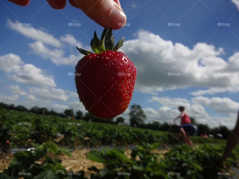 strawberry. choose the best strawberries