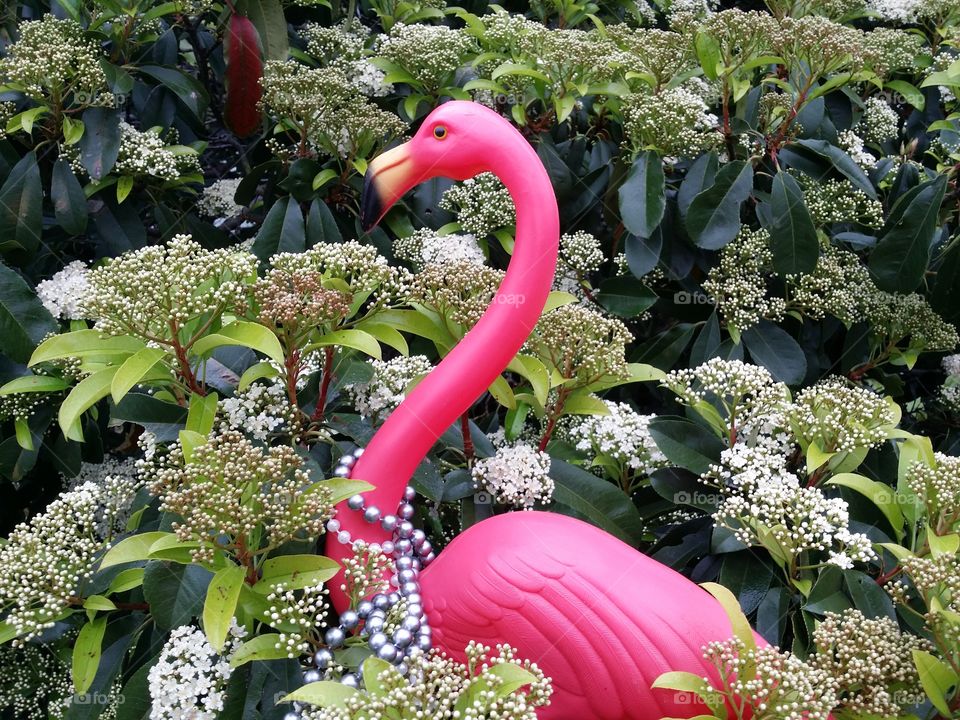 Plastic Flamingo