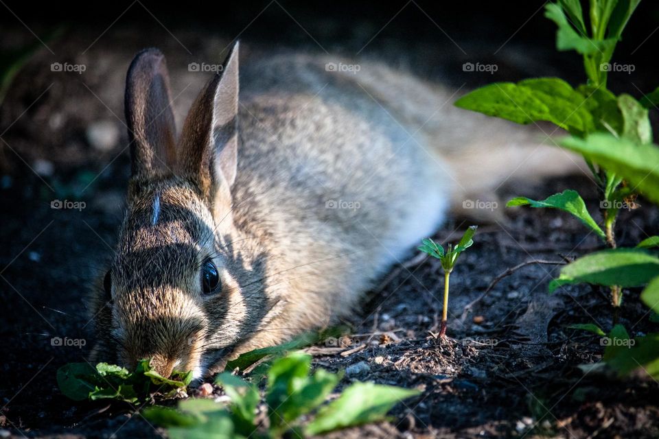 Rabbit is resting in a shade