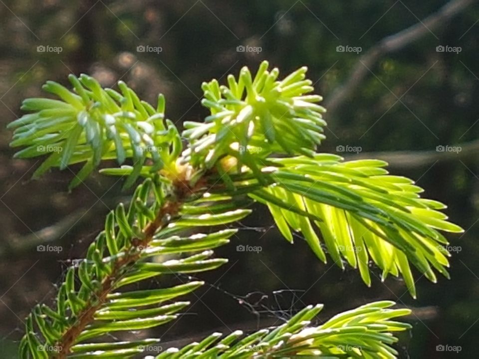 Nachwuchs der fichte