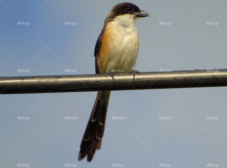 Long - tailed mongkey. Good perching on to the cable of citizen. As look of the name, the character is long for its tailed. Black mask to the face. White brown - chocolate of the body, and darken dorsal of black .