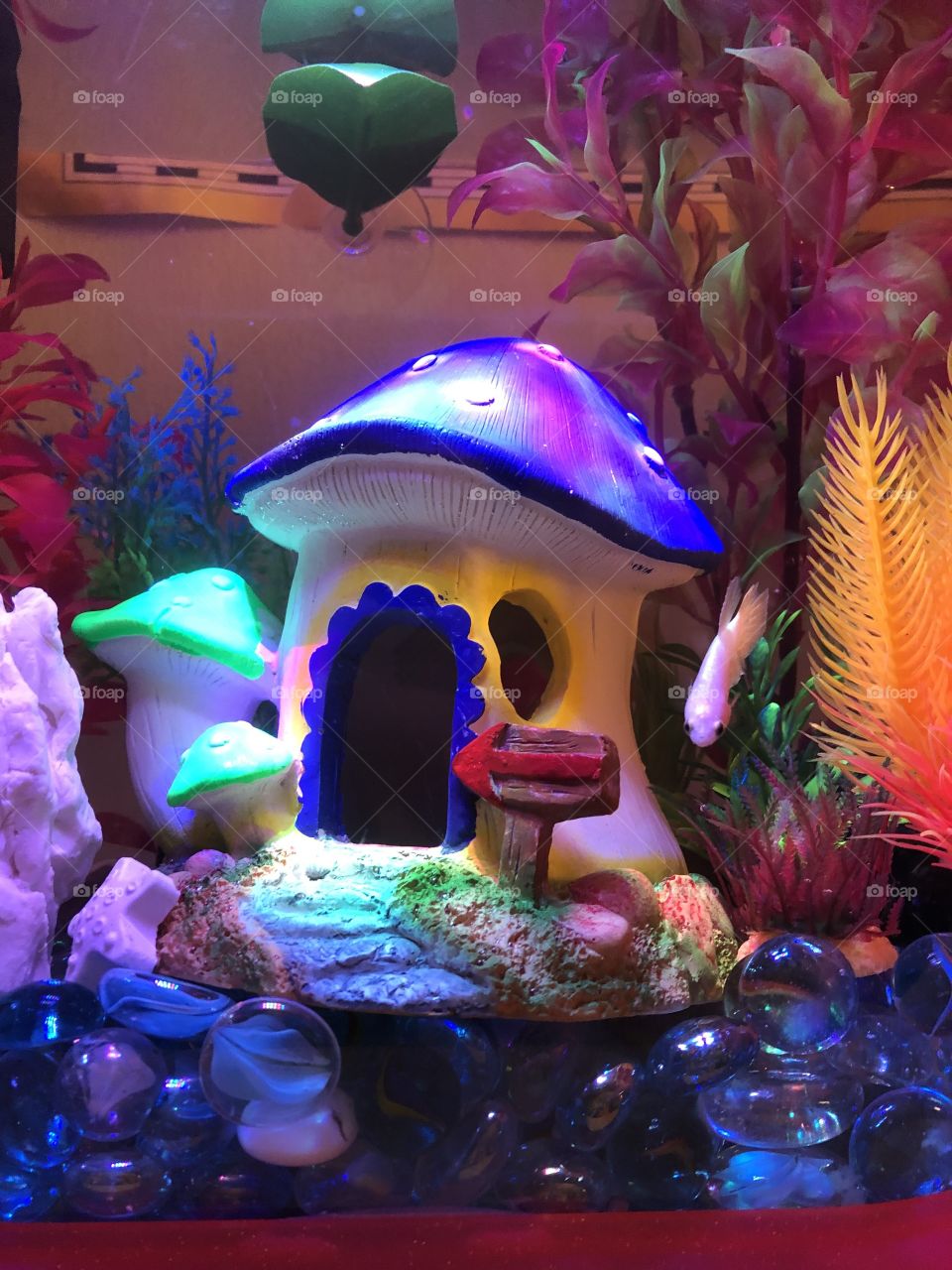 A betta fish explores her new and magical home, supplied by PetSmart