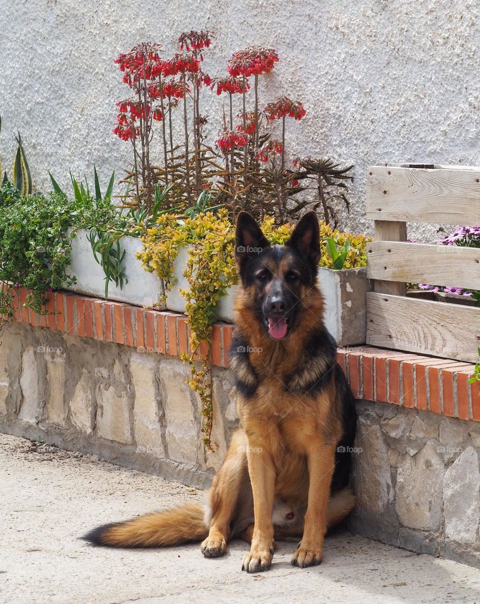 german shepherd in the patio of a house with a window box and flowers