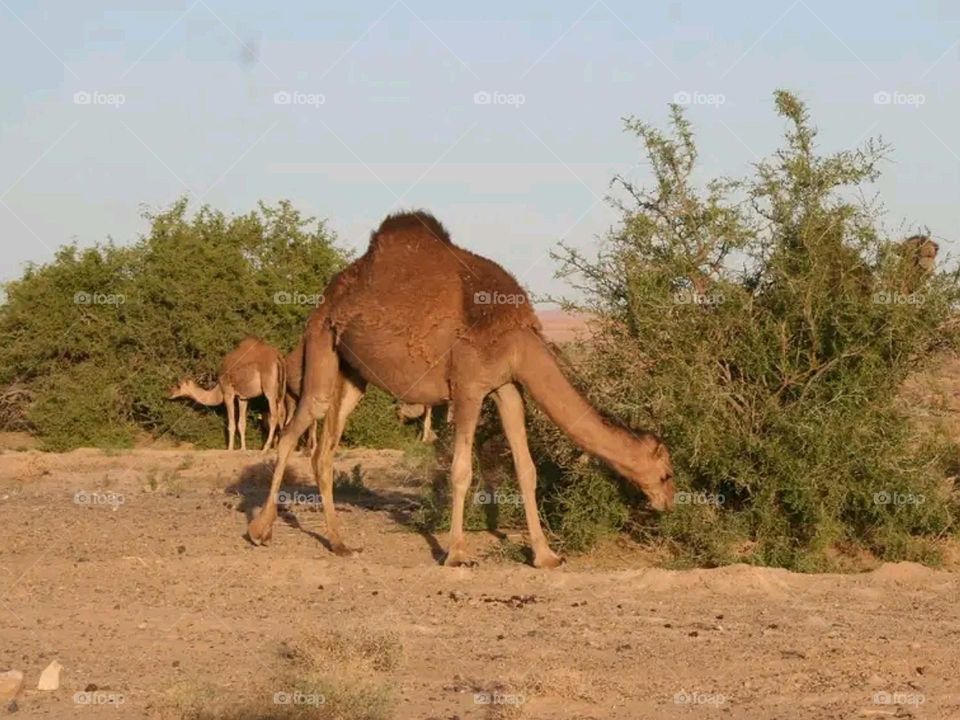 camel food