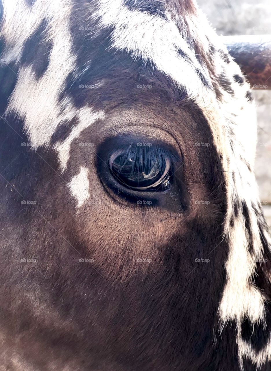 Close up to a calf’s eye!