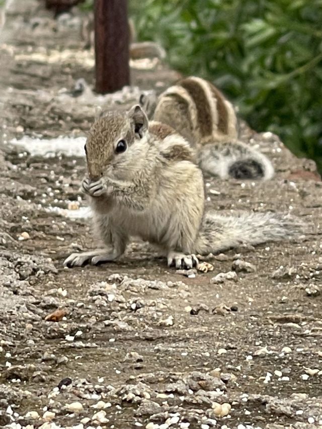Nice squirrels 