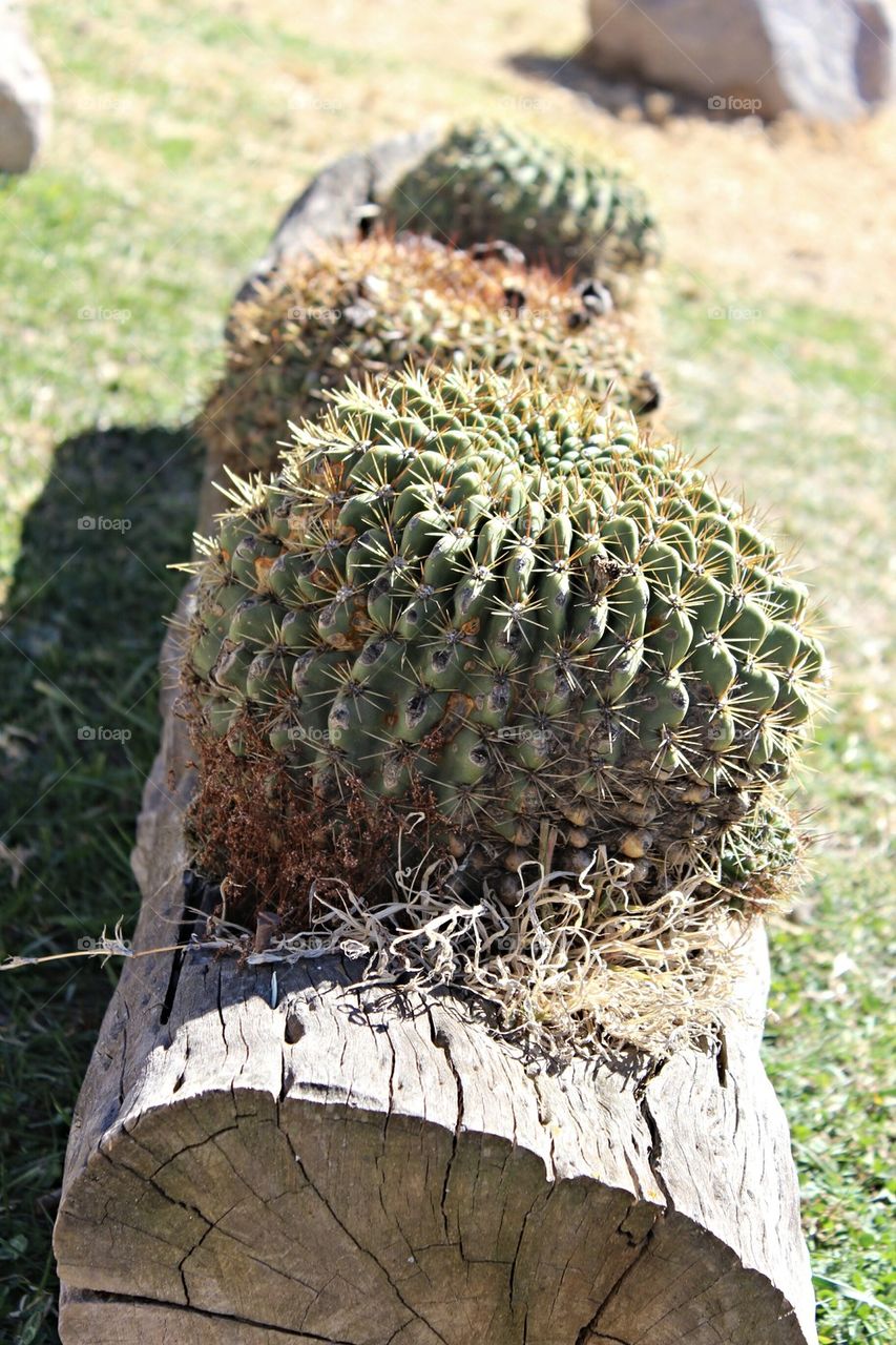 cactus