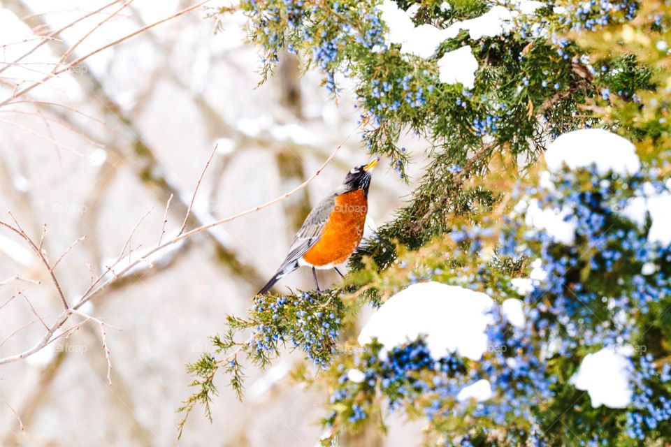 bird in a tree with snow
