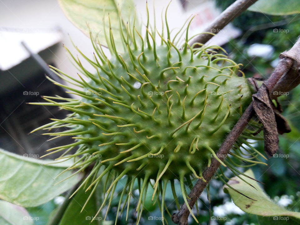 Nature, Leaf, Flora, Food, No Person