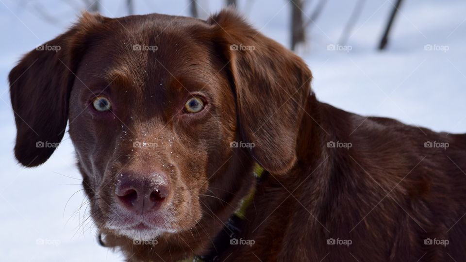 Gnar Dog. Chocolate Lab in the snow