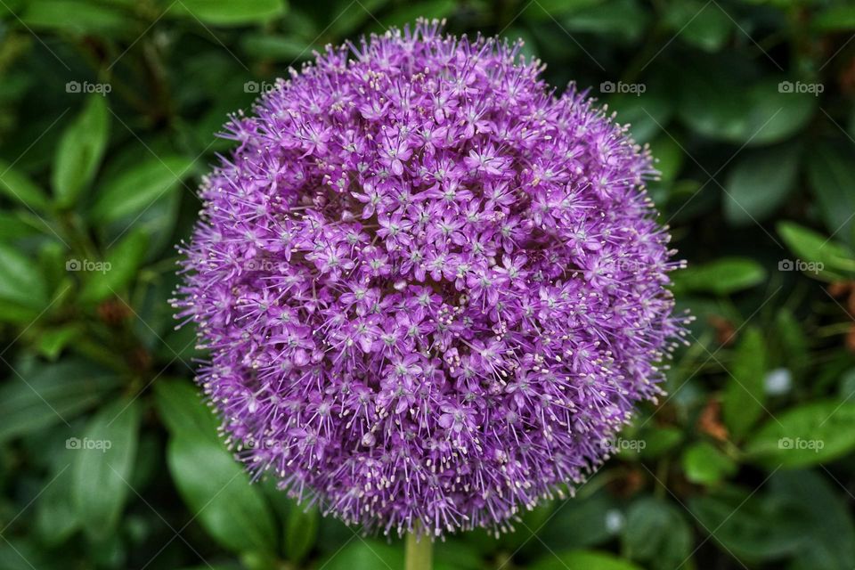 Beautiful large purple allium in bloom 💜