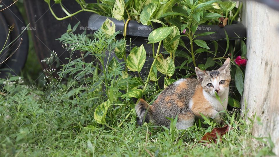 kitten plays in the yard