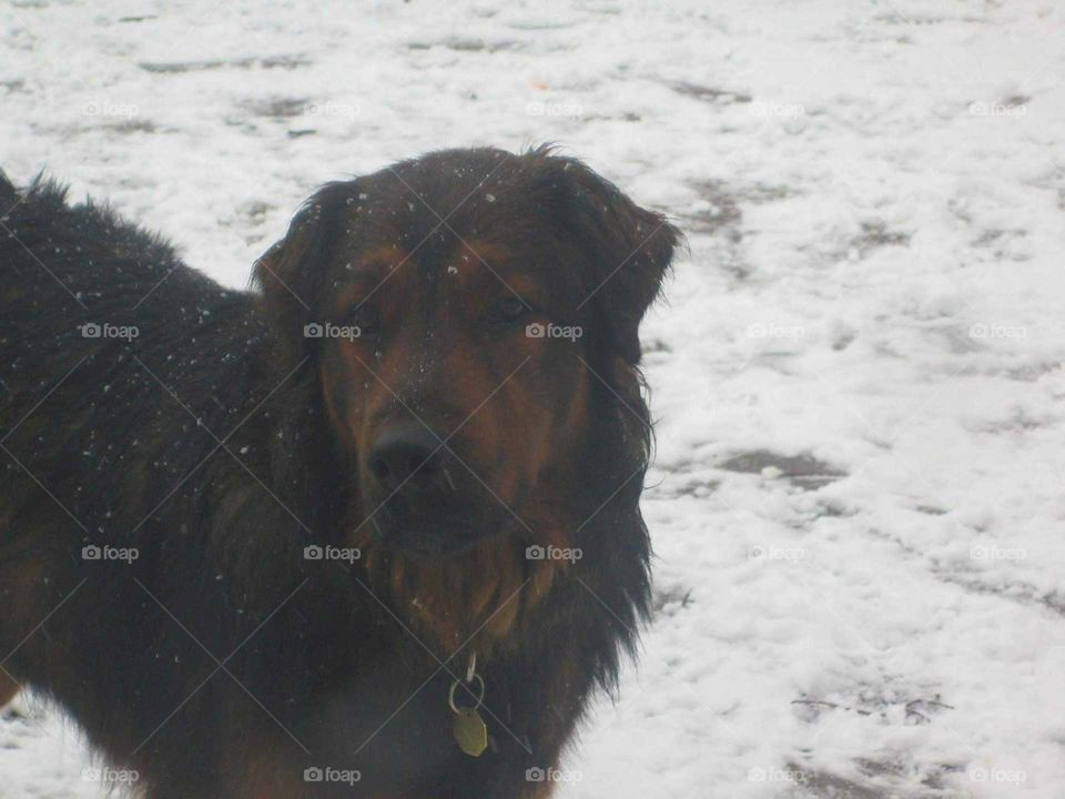 Mahogany Dogany In Snow