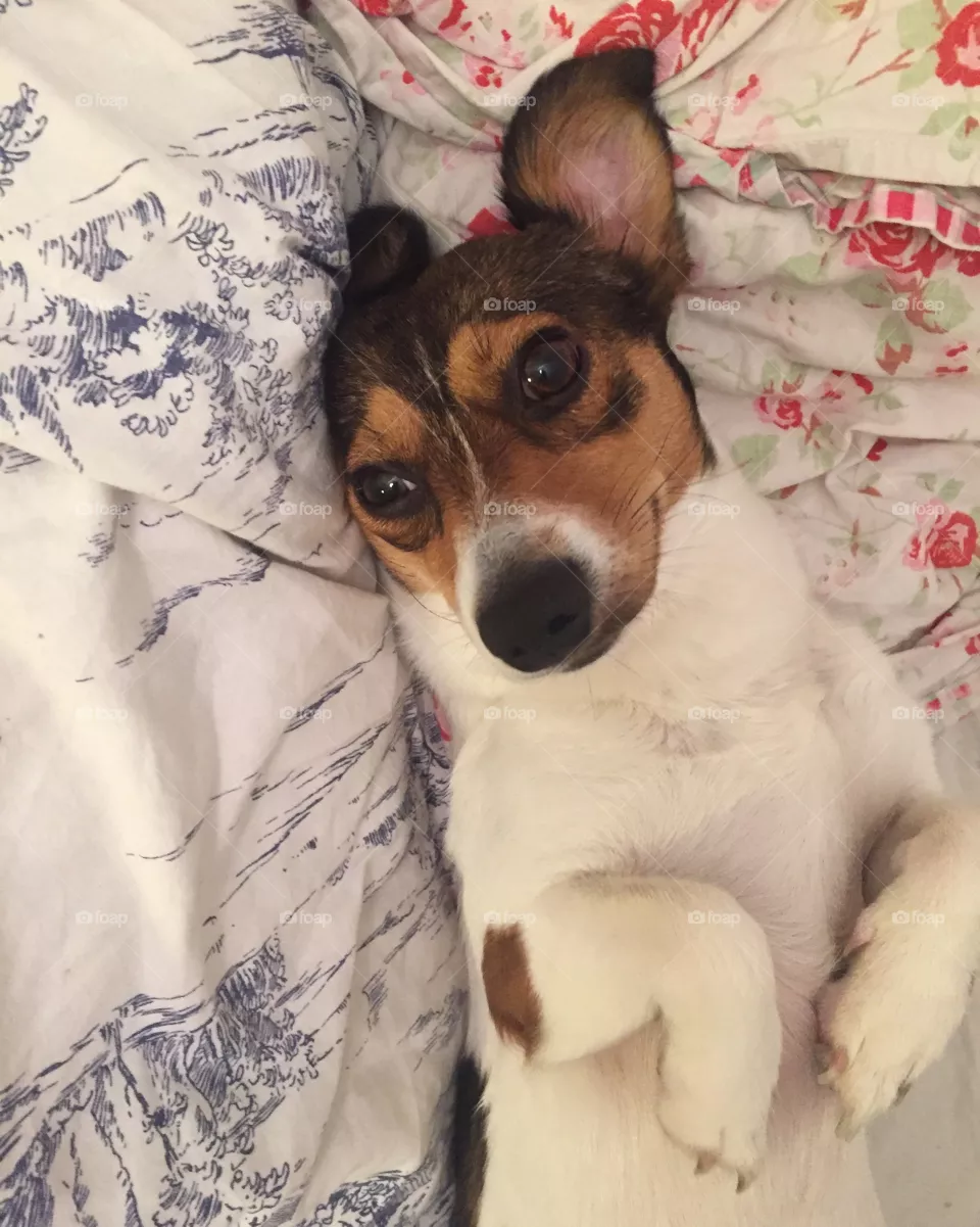 Dog, Canine, Pet, Cute, Mammal