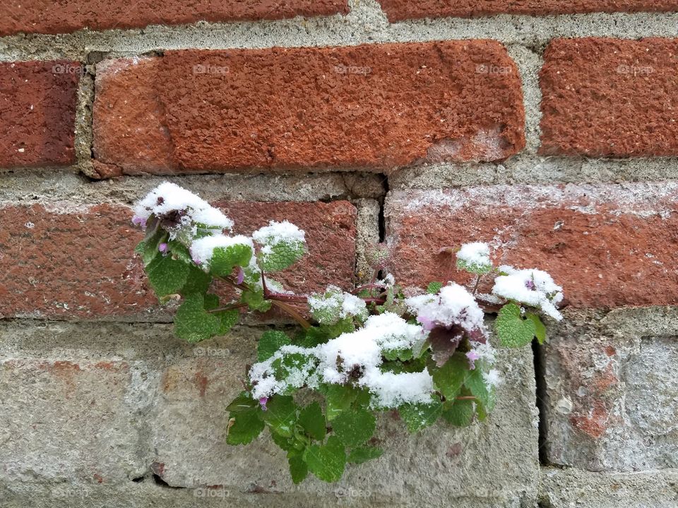 Plant in brick wall