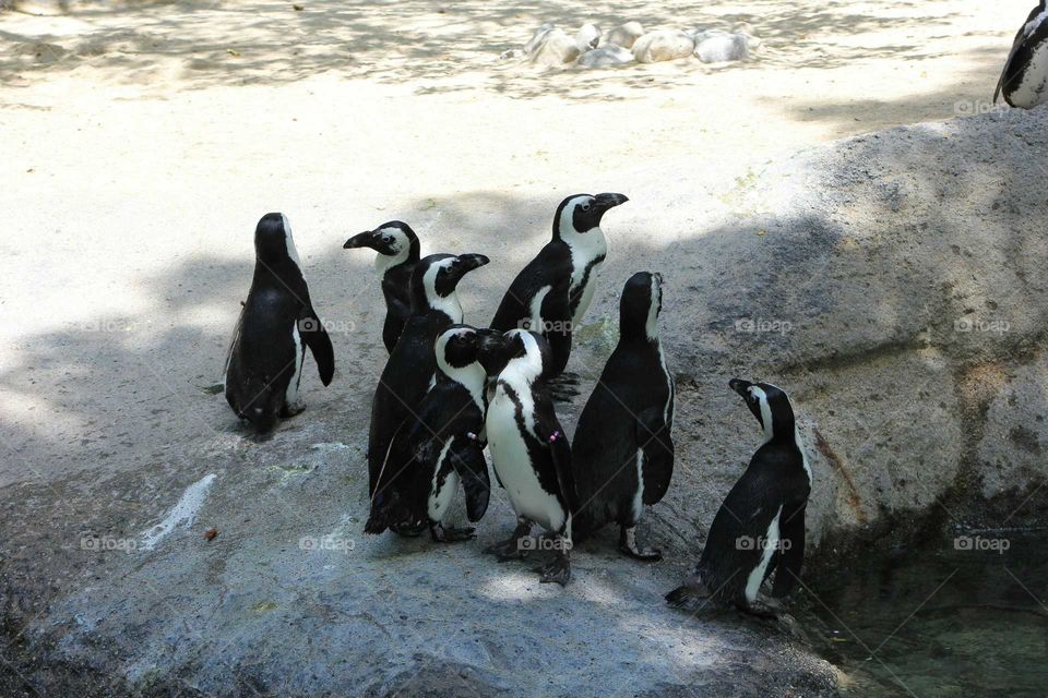 penguins