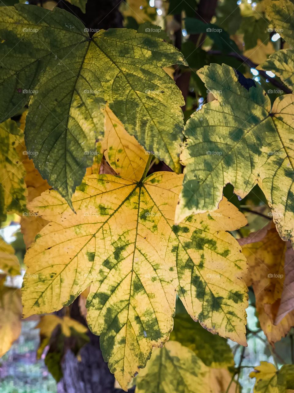 A day with autumn in the background