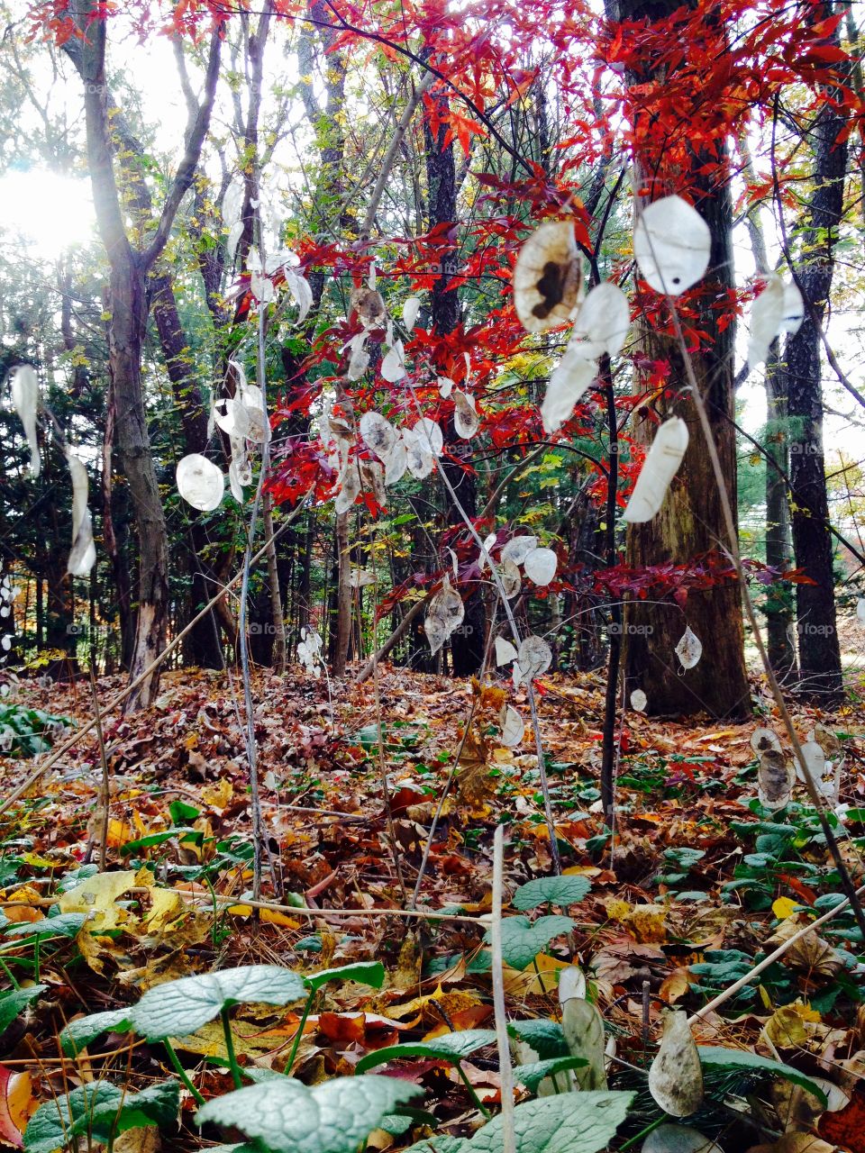 Fall Woods at Ground Level
The woods show leaves, dried Silver Dollar Plants backlit by the sun that you can see shining through the woods. Leaves left on the plants & trees are very bright in color. Lots of colors are in this photo!