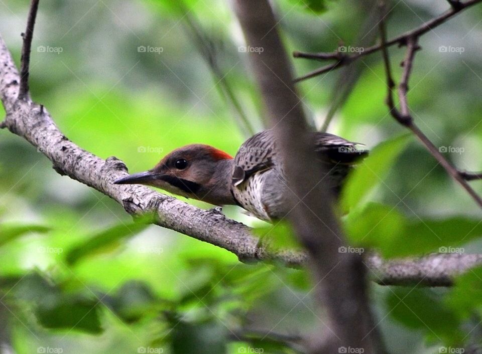 Northern Flicker 