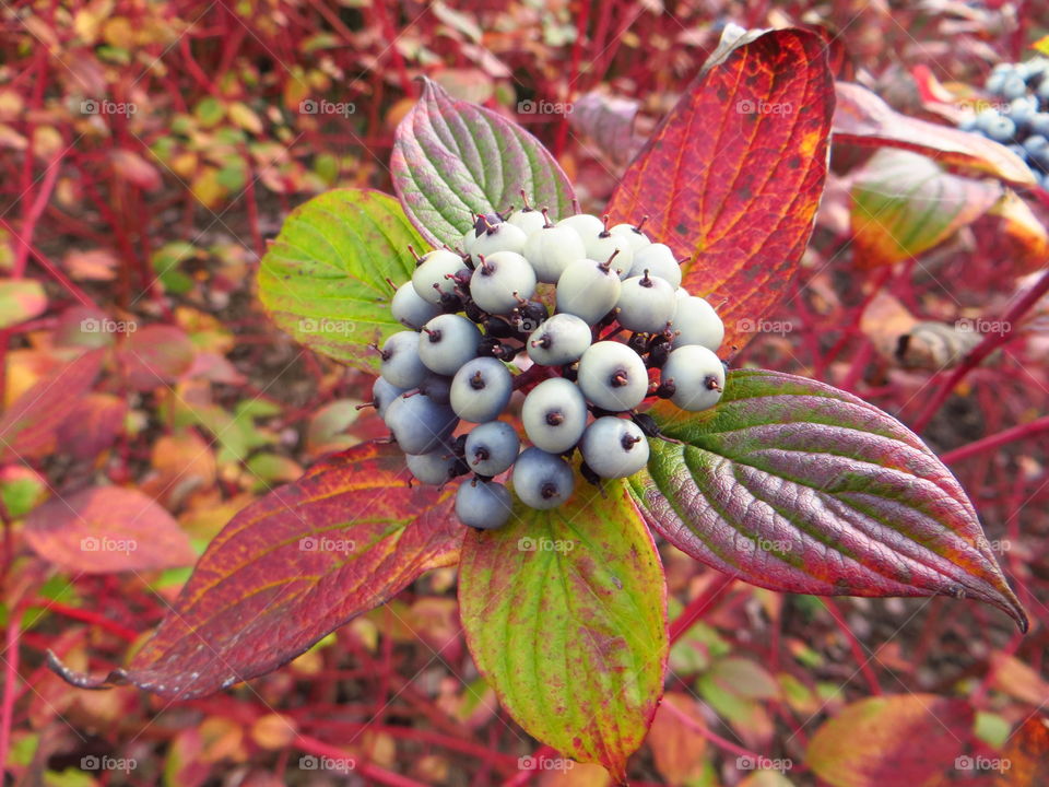 Close-up of dogwood berry on plant