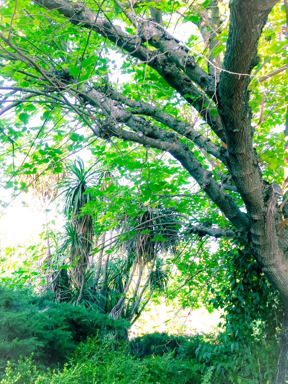 Big old trees in my yard 