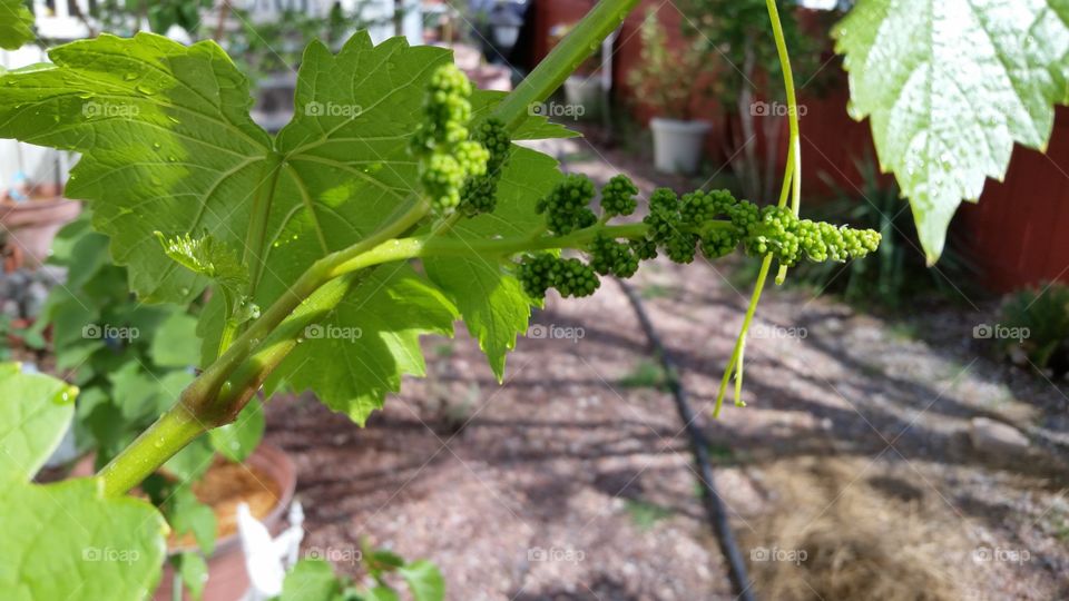 grapes. my perlite grapes