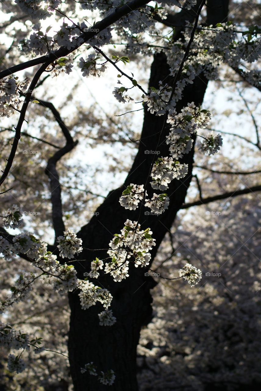 Cherry blossom silhouette in Washington DC. 