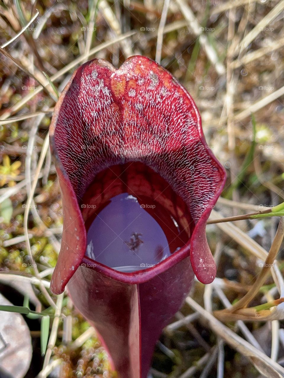 Pitcher plant