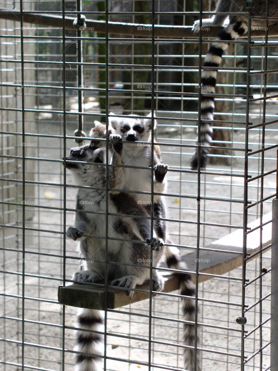 Mammal, Cute, Looking, Cage, Monkey