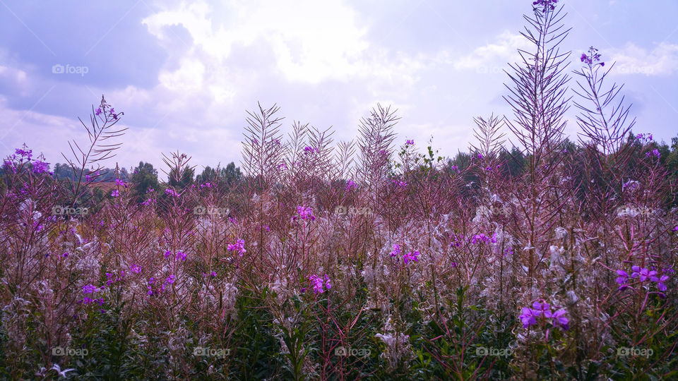 Fireweed / Willowherb fire on a forest clearing