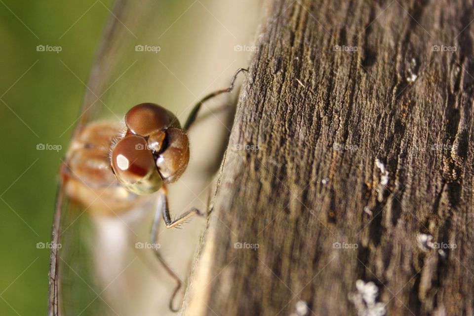 Macro shot of dragonfly on tree trunk