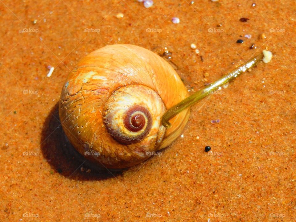 Snail's shell